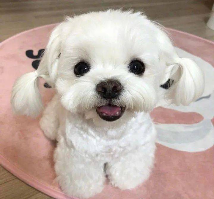 眼睛|魅惑狐系脸偏要做幼态眼睑下至？别再跟风微整啦，看看你是什么样的动物系长相