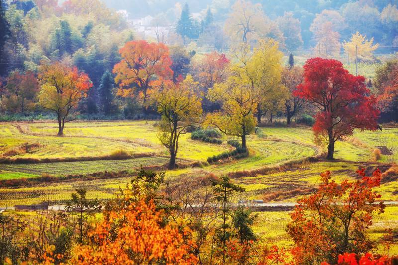 这座藏在安徽的小村庄，承包了江南最美的秋天，画家也为之倾倒