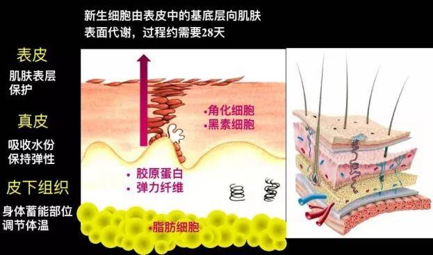 讲堂|天神娱乐小讲堂丨FAITH妃颐思护肤理论连载课程第一弹率先开讲