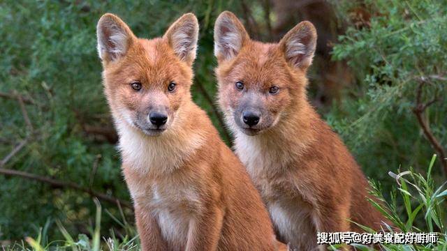 原創這種犬科動物的實力並不出彩,為何人們卻把它排在虎豹狼的前面?