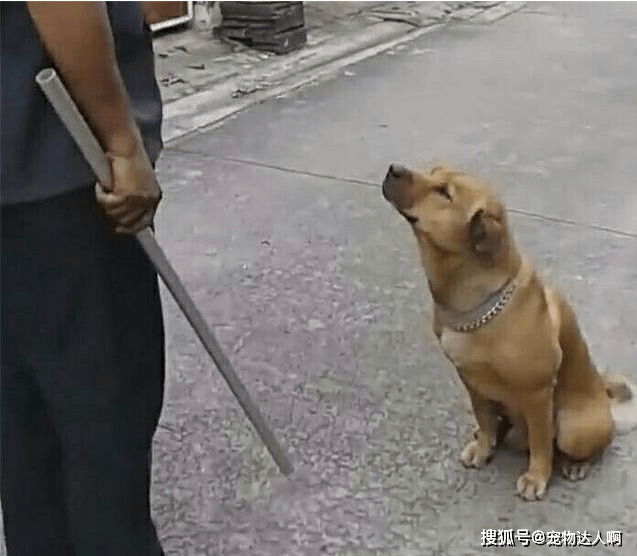 因为|为什么狗狗不敢反抗主人,难道是因为打不过?那你就错了!