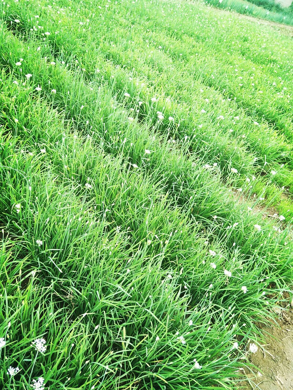 韭菜花酱,有些它太旧了,它只是适合在美国融化,有一个韭菜种植基地