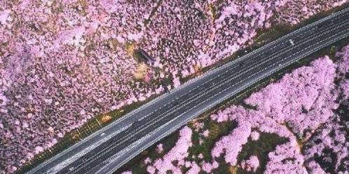 中国“最粉”省，樱花占地高达2.4万亩，多年超日本成全球第一