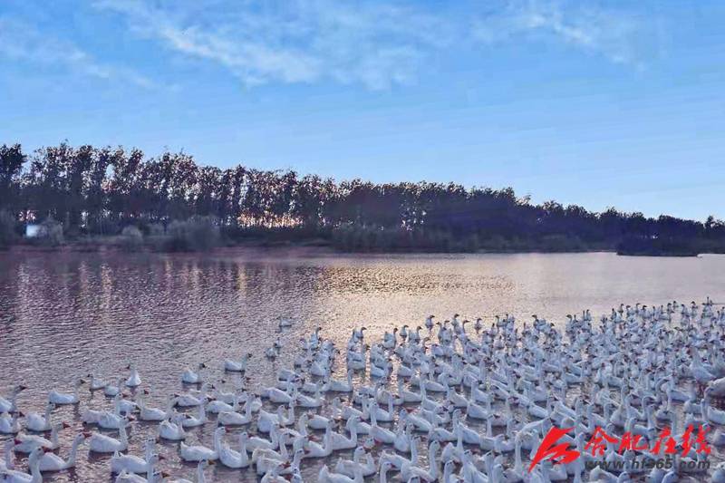 鸟儿|肥西山南长庄村：白鹭觅食成为太空莲基地新风景