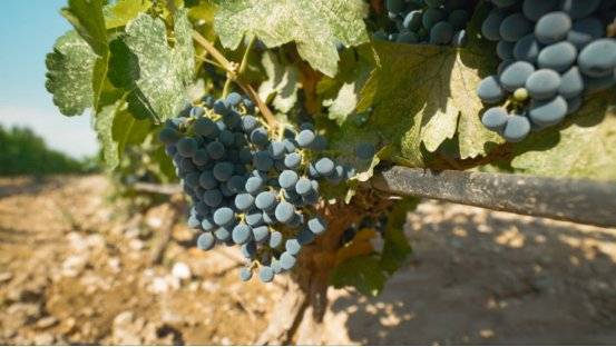 庄园|致敬艺术经典 美贺庄园限量版干红童话上市