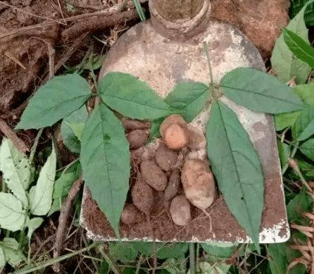 长着三片叶子,根块像小番薯,过去山中不少,如今种植的400元/斤_植物