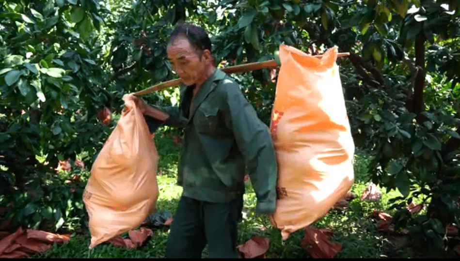 果农淳朴憨厚的眼神,汗湿的背影都深深触动了在场的辰颐家人们,但令人