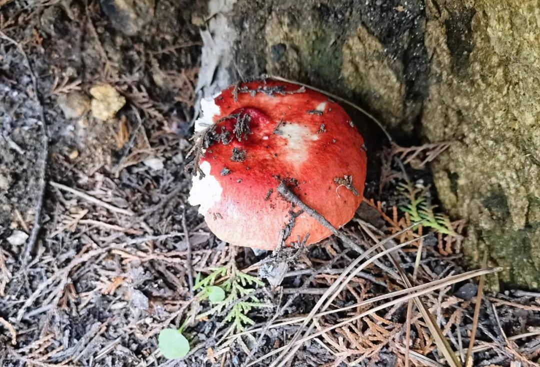 黑龙潭|无门票|济南出发，泰山免费景区赏清潭飞瀑、森呼吸，能玩水可登山