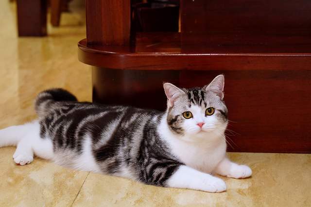 美国3种比狗狗还忠诚的家养猫,认准你就是一辈子,与人亲近招人喜欢