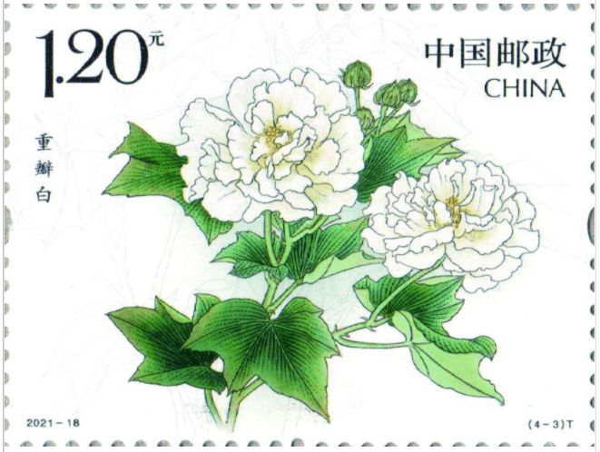 花朵|【东方金典集团】9.7发行！娇美硕大、朝开暮谢——《木芙蓉》邮票