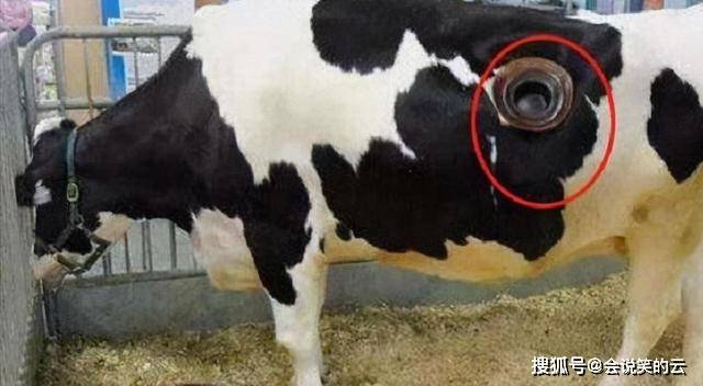牛为什么有洞