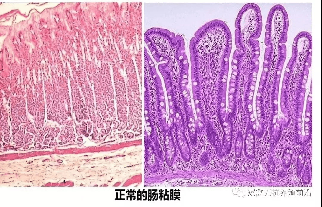 黴菌毒素對家禽消化道的破壞最直接,是腺肌胃炎的元兇!