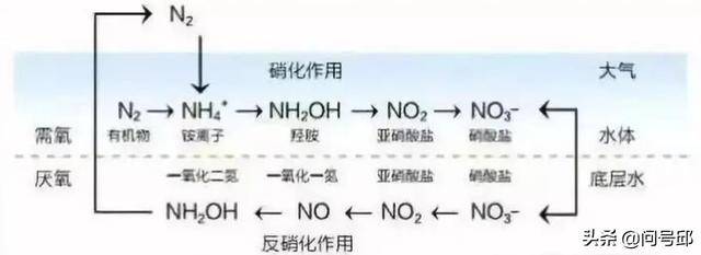 氮循环的步骤是什么?_植物