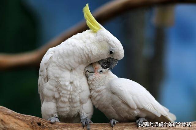 鸚鵡智商排名_鸚鵡品種智商排名前十