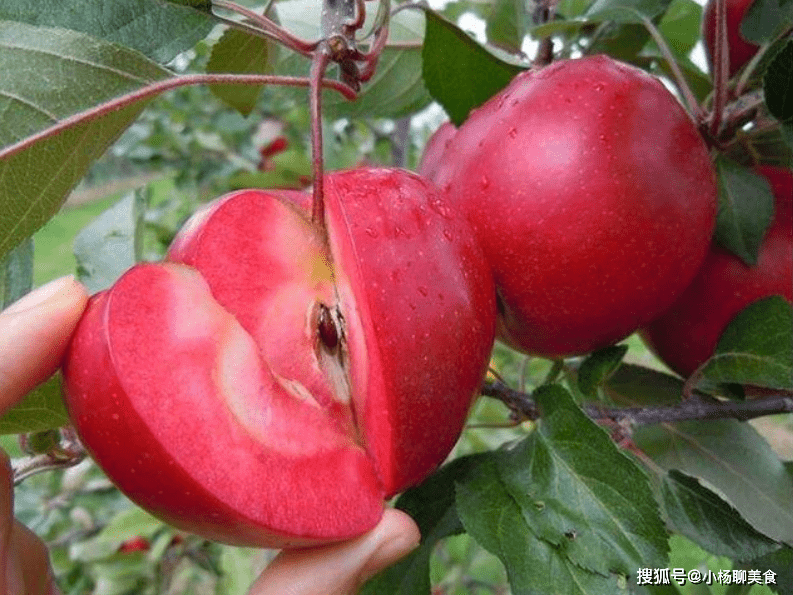 苹果|入冬后，晚餐当零食吃几个，养心安神，淡化色斑，早食早受益