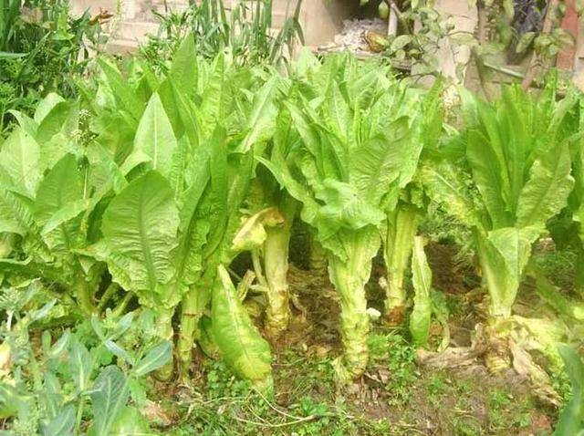 原创莴笋和莴苣有什么区别很多人不知道看完以后就懂了