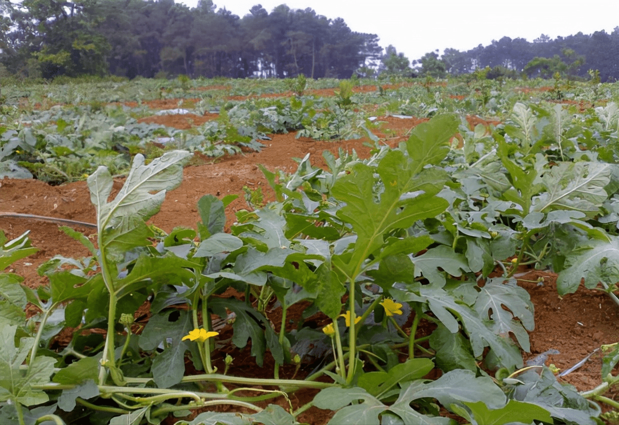 西瓜施肥应注意哪些问题