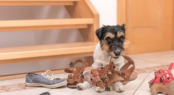 如何给狗狗做鞋子 2418c7f0f8194018868ba529c0c11b86.jpeg