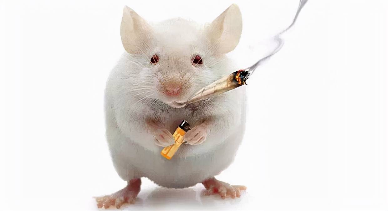 生活|45岁发现“腔梗”？医生帮忙分析，原因在于4个习惯，你可能也有