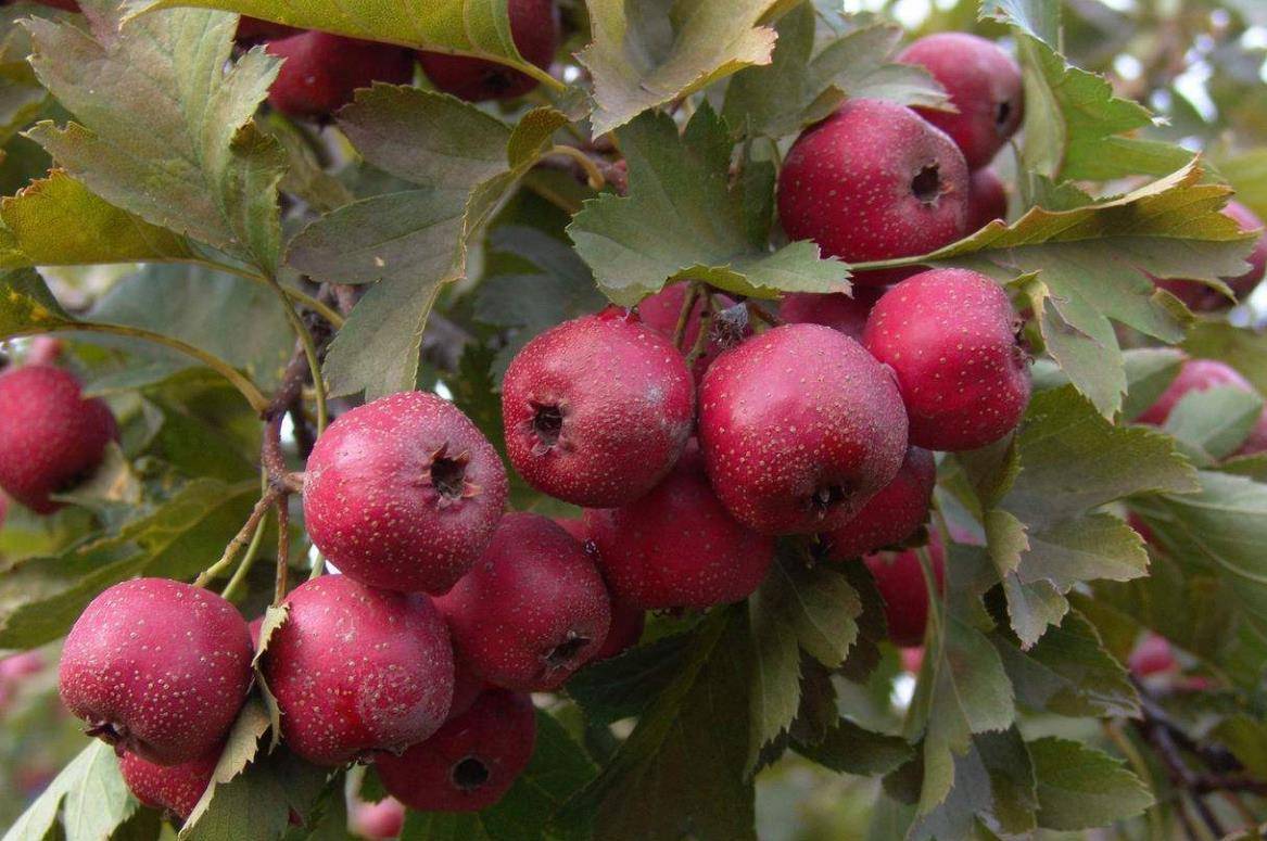 白醋|山楂这样做成小零食给孩子吃，酸甜可口，开胃助消化，喜欢的收藏