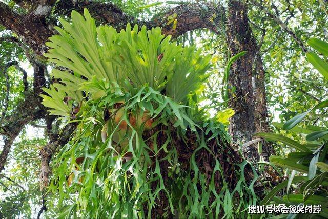 一种常见的家庭蕨类植物可能是已知的第一种群居植物