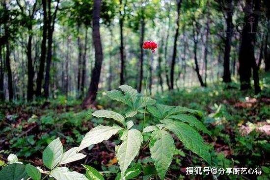 园参种子