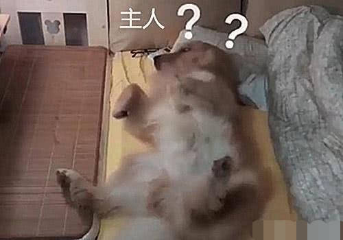 狗想和主人睡，卻因毛太厚被嫌棄，主人：你是狗皮膏藥嗎？ 萌趣萌寵 第2张