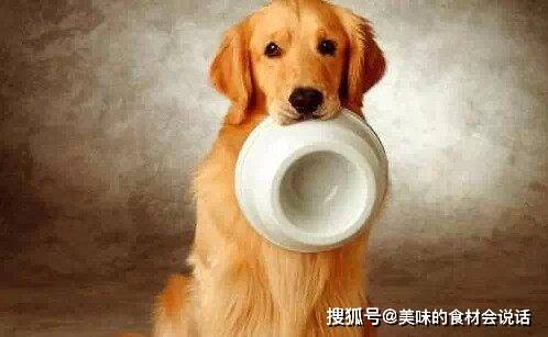 方法|狗狗挑食千万不能忽视,4个方法帮你彻底杜绝!
