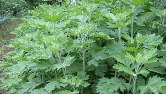 艾草干什么用得最好 1d4d4f7b8f6947cabb1699d494b4980b.jpeg