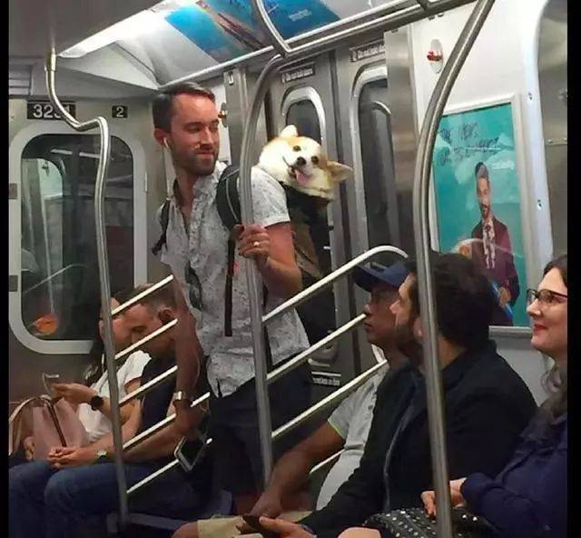 猫咪|主人背柯基坐地铁,它的歪头杀萌翻了一车厢人,狗:我是最靓的仔
