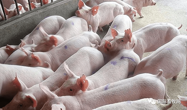 企业|好消息!新粮即将上市,饲料连续的上涨或将按下暂停键