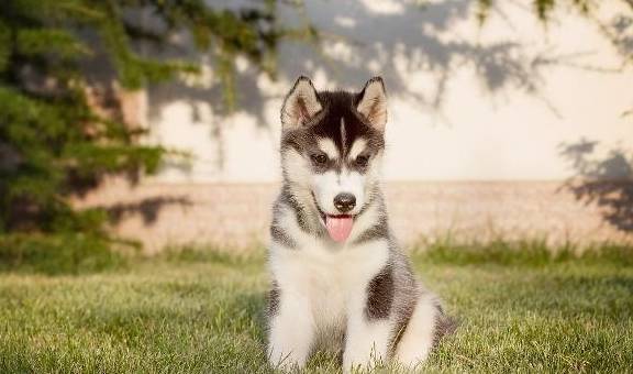 什么|很喜欢出去玩的狗,为什么突然死也不出门?你找到原因没