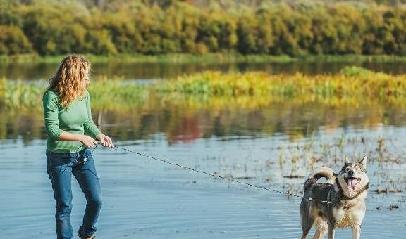 什么|很喜欢出去玩的狗,为什么突然死也不出门?你找到原因没