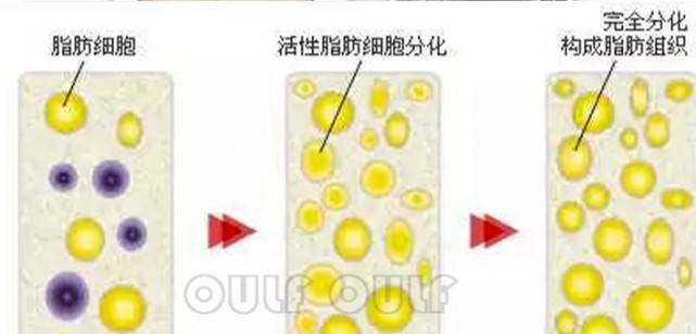 脸部|全脸脂肪填充安全吗？脸部脂肪填充有风险吗？