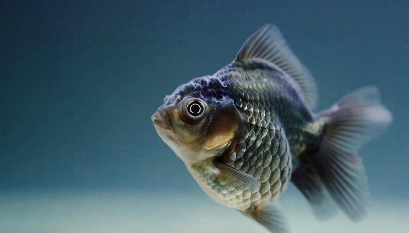 小鱼怎么喂食 b6c1e9bd8de34ef6a1759df63dceec67.jpeg