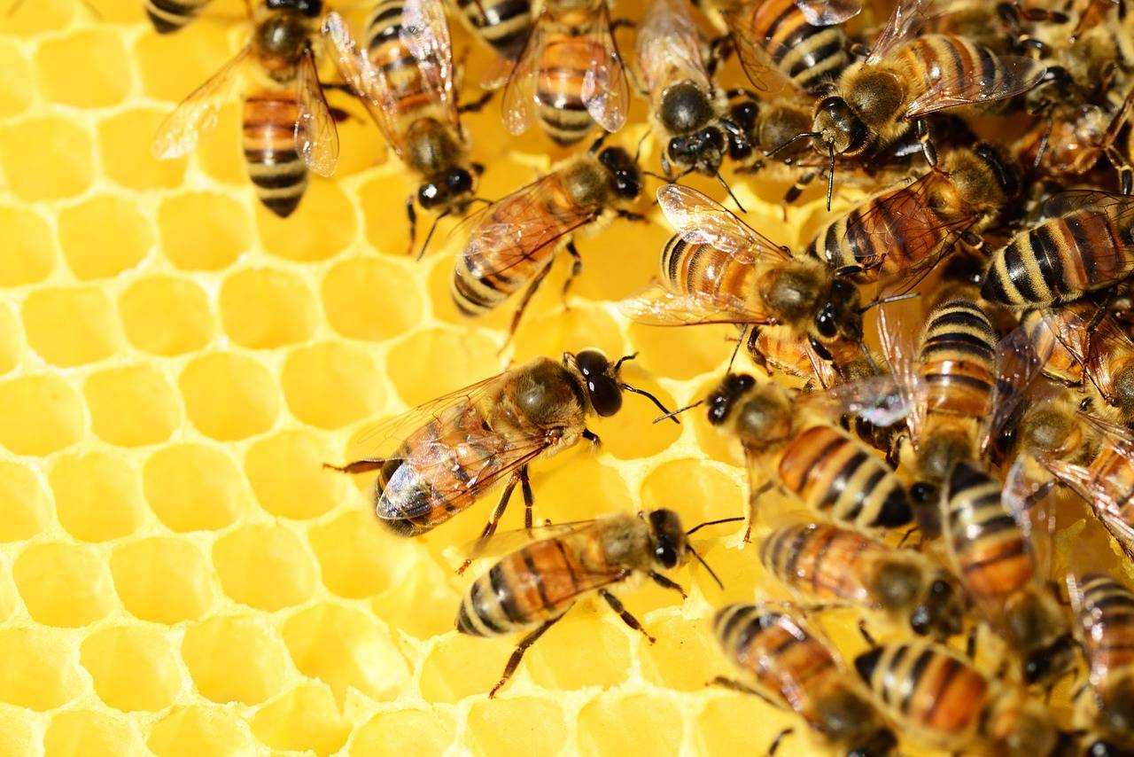 被蜜蜂蛰素材-被蜜蜂蛰图片-被蜜蜂蛰素材图片下载-觅知网