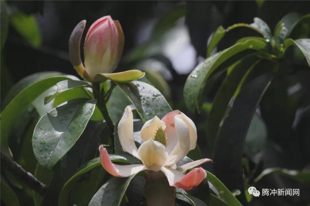 角雉|走进林家铺，探寻生物多样性基因库