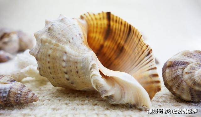 世上有几种生物_世间生物很多怎么形容_世间很多生物