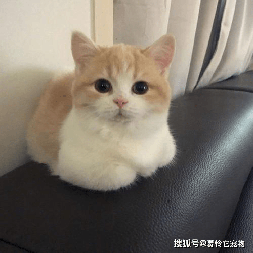 猫咪哪里是雷区，千万不能摸_猫猫
