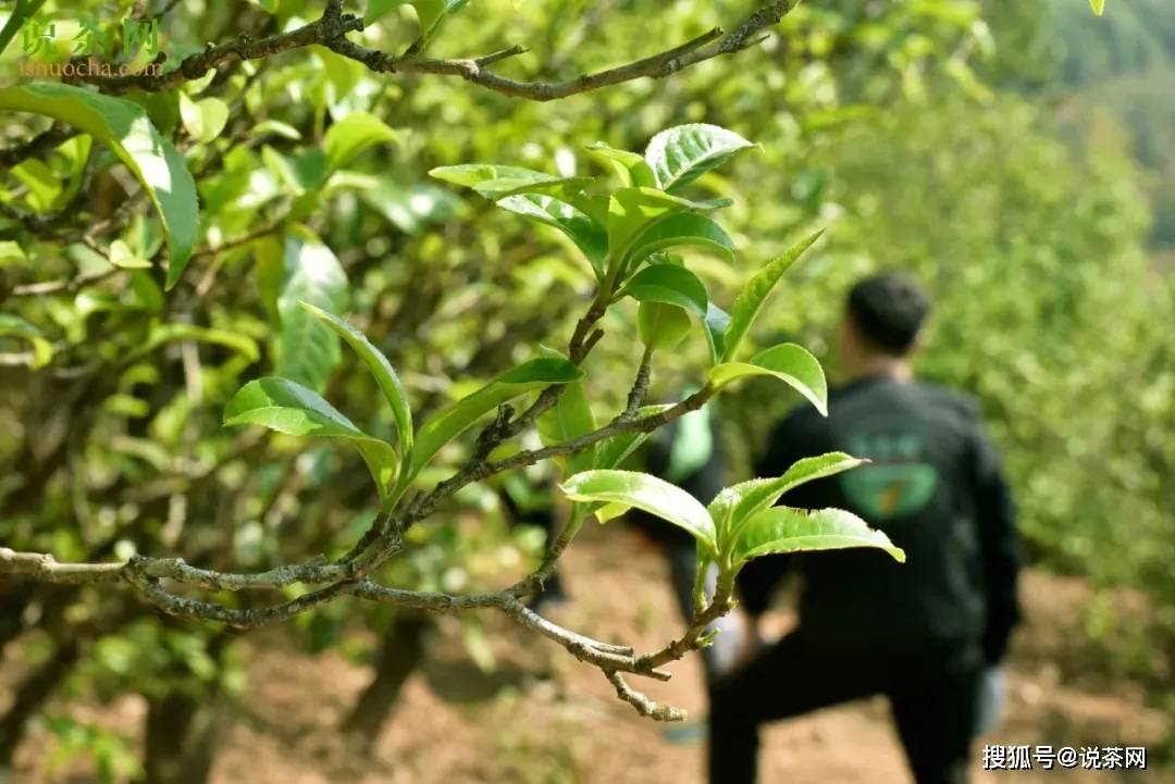 季节|春茶好还是秋茶好？