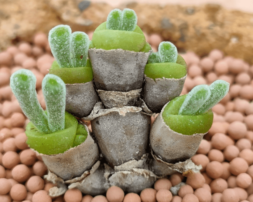 养多肉植物碧光环盆栽谨记4点长得娇俏如小兔子一丛丛