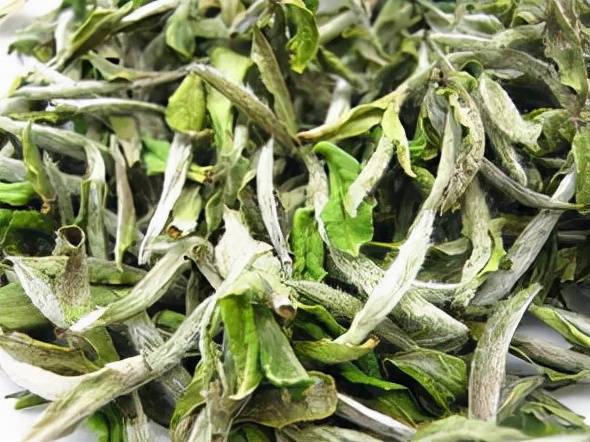 白茶的生产工艺