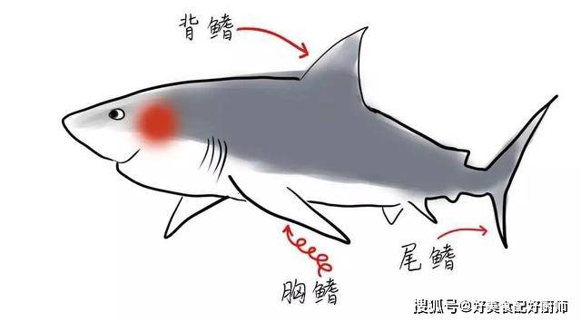 原创都是鲨鱼身体部位鱼翅为何那么贵鲨鱼肉却不受待见