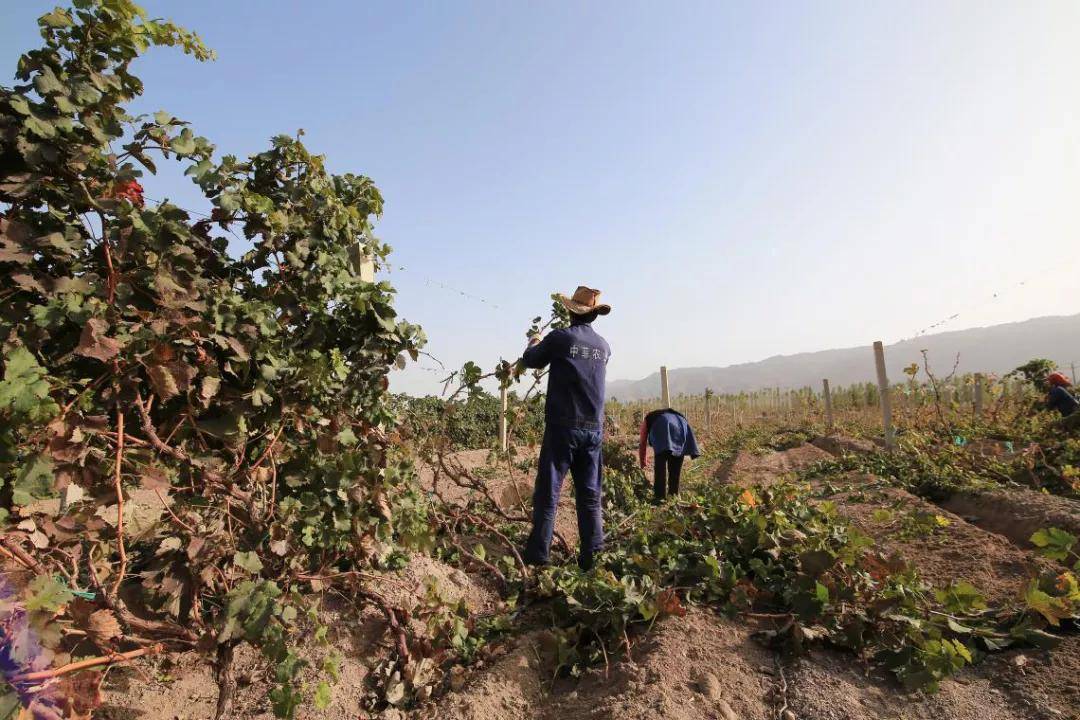 环保|【10.28-30 Interwine】中菲酒庄—立志酿出品质非凡的中国葡萄酒