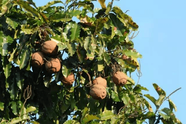 名为"鲍鱼果",常被误认为新疆特产,实则是大多都是进口货-搜狐大视野