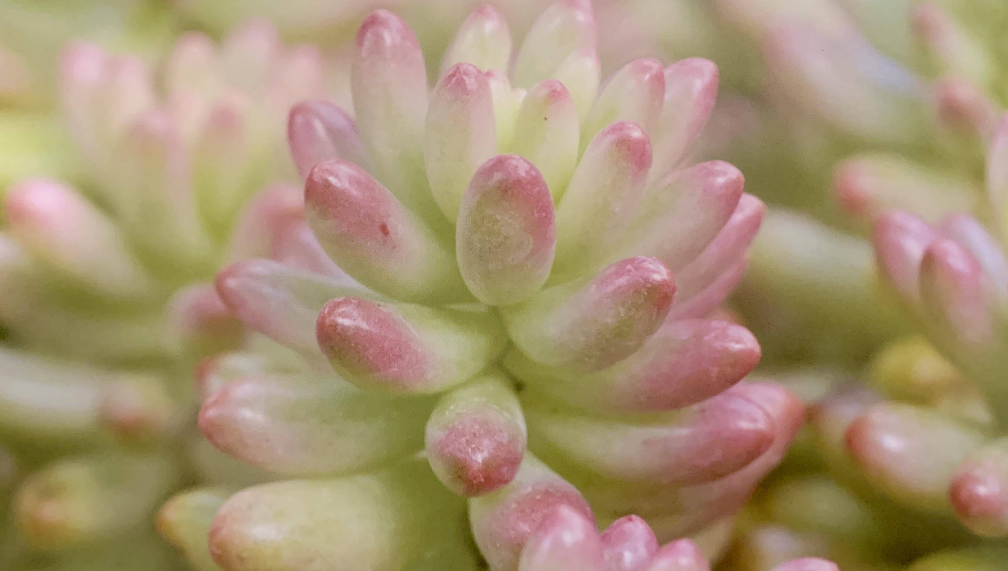 多肉种植技巧沙子 76095584a83d45c38002f0c73db2de89.jpeg