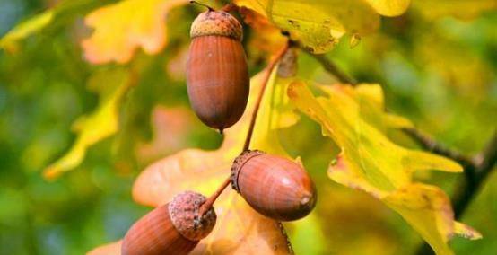 玩具|曾是人们主食之一,小时候看到很珍惜,现在没人需要,可惜了