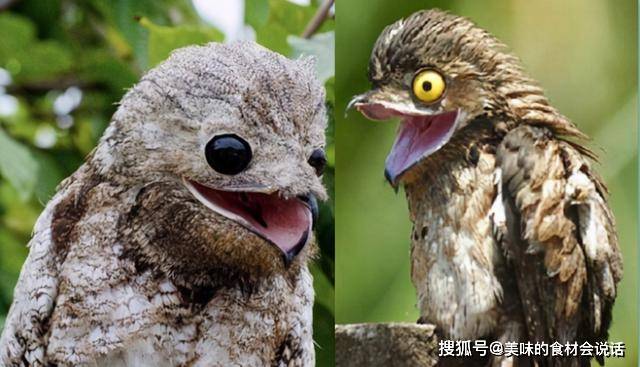 如幽灵般的鸟 一动不动假装别人 看不见我 张开大嘴有点诡异 鸟类