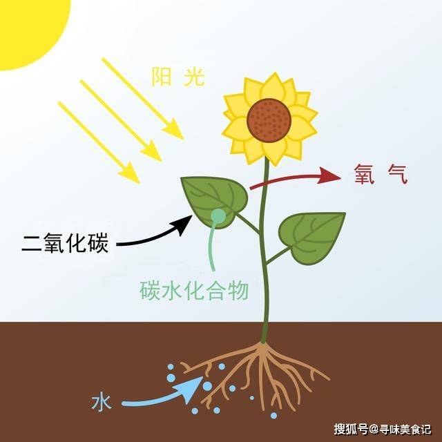 但从全球角度来说,生物的呼吸总量一定是小于光合作用总量的.