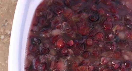 公婆|葡萄园老板教你自制葡萄酒，最后这步很重要，忽略易“爆炸”